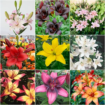 百合花花語