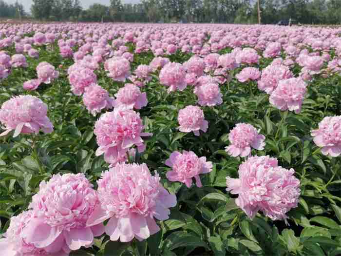 芍藥花日常養護