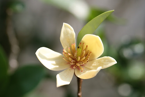 含笑花病蟲防治