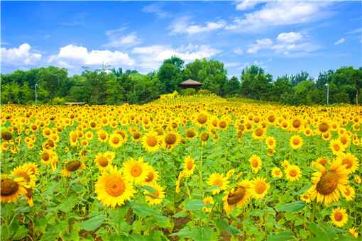 太陽花花語象徵