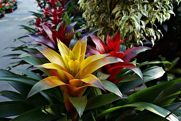 鳳梨花種植