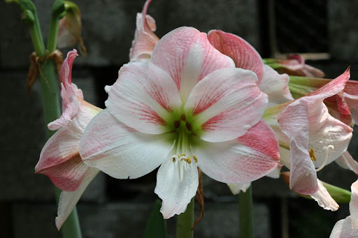 孤挺花種植​