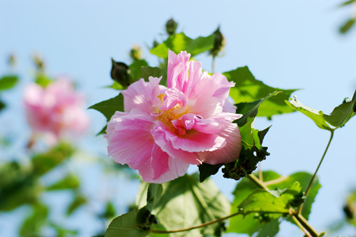 芙蓉花花語