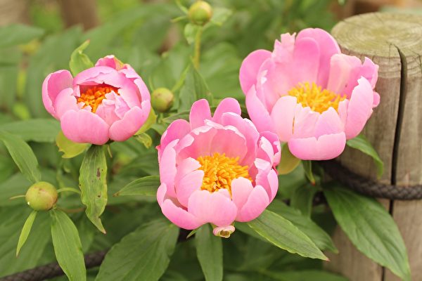 芍藥花花語