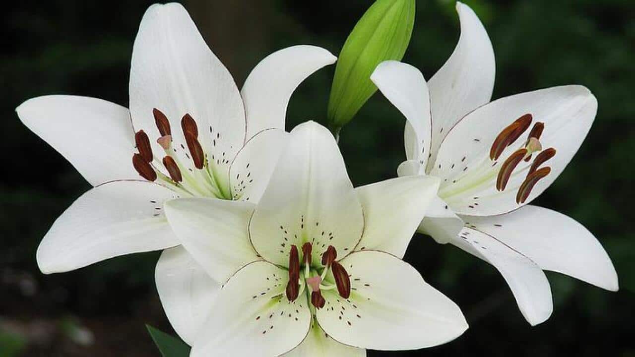 百合花花語