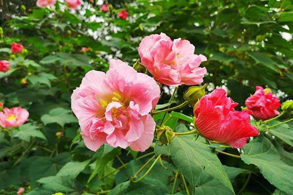 芙蓉花種植
