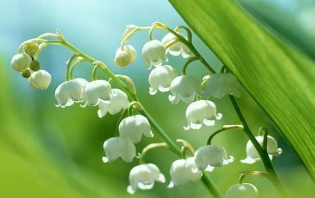 燈籠花花語 燈籠花花語