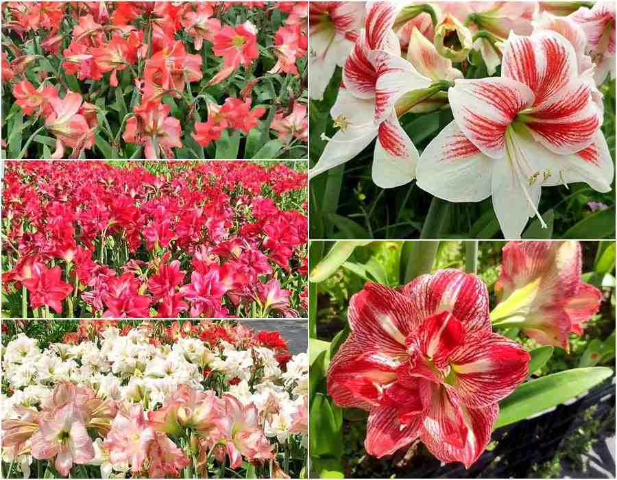 孤挺花花語