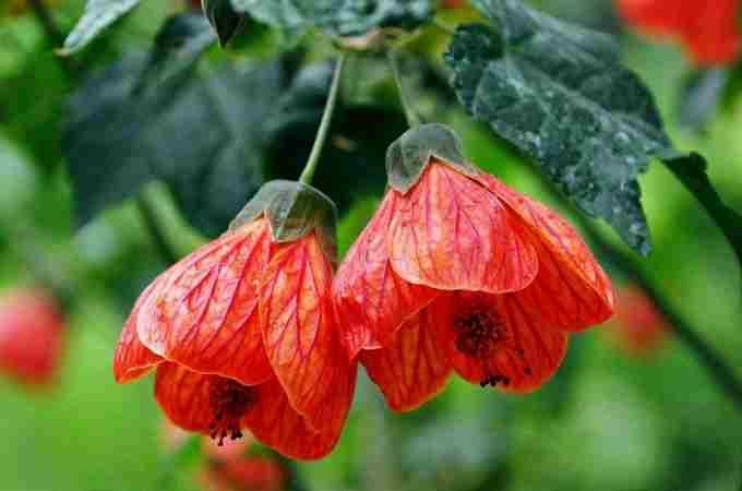 燈籠花種植 燈籠花種植