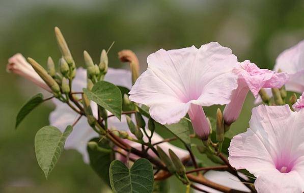牽牛花種植
