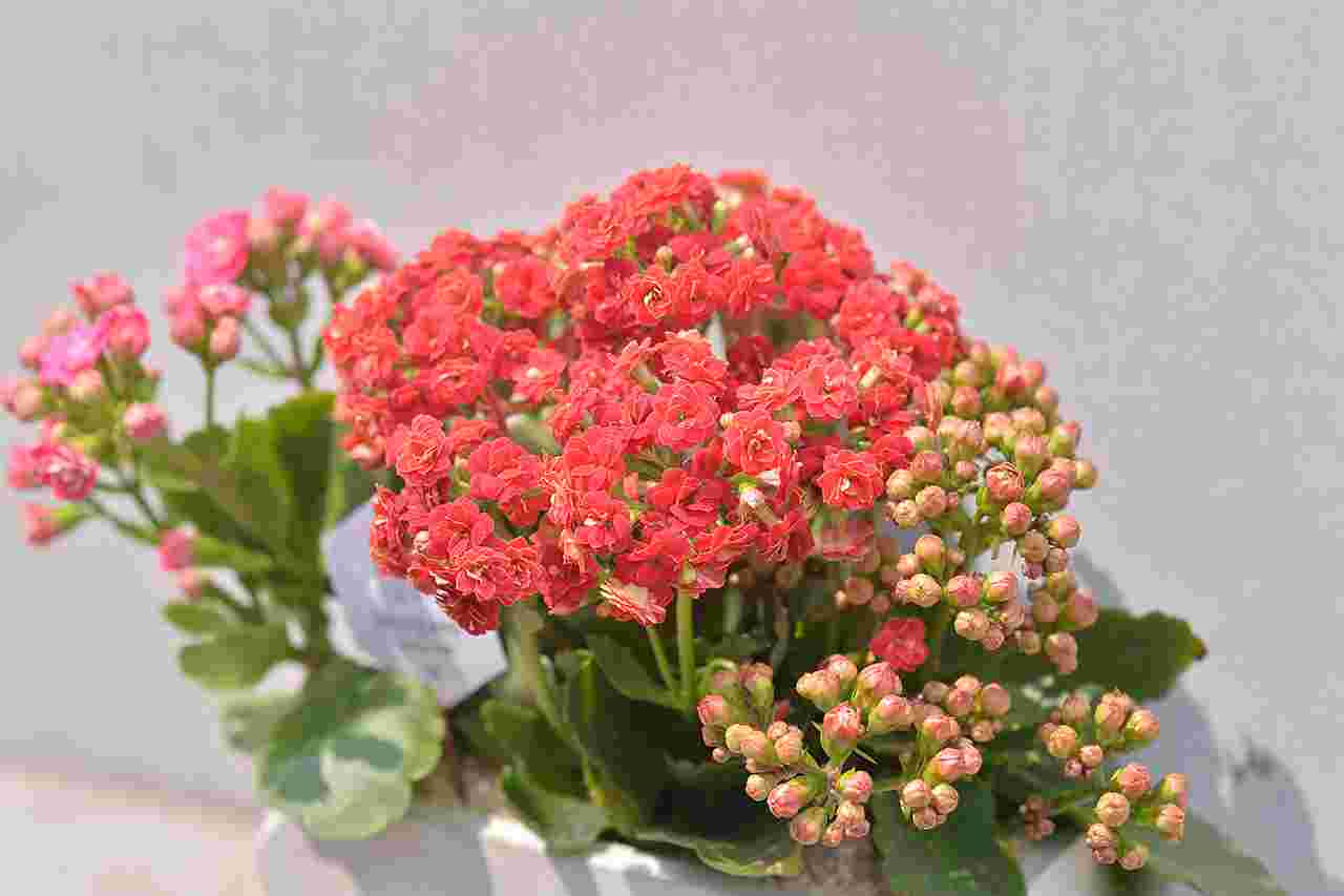 長壽花照顧​