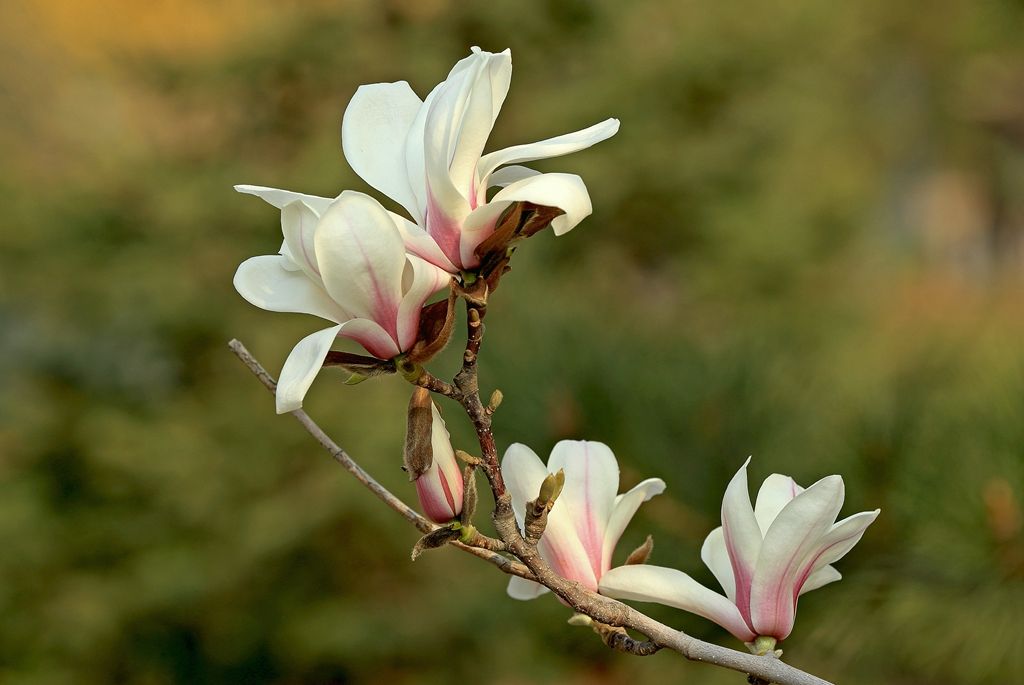 木蘭花花語 木蘭花花語