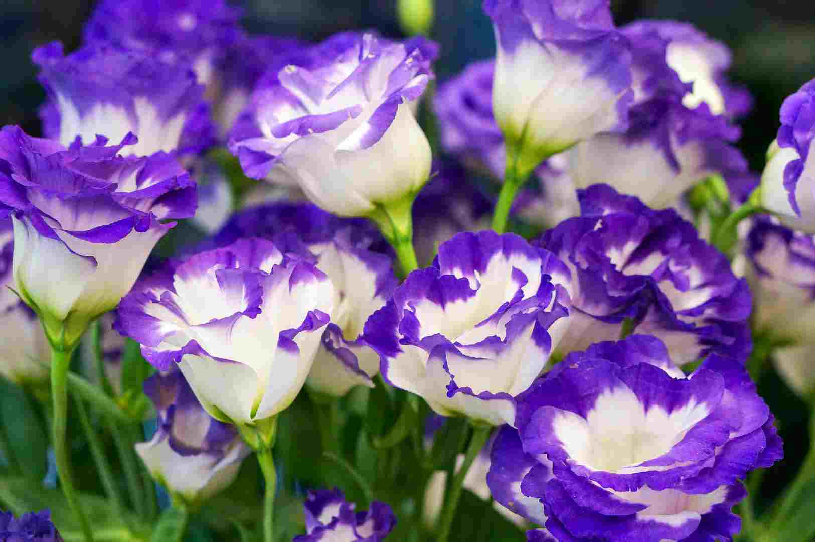 桔梗花種植方法