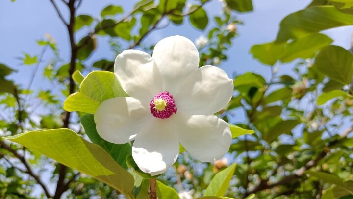 木蘭花花期 木蘭花花期