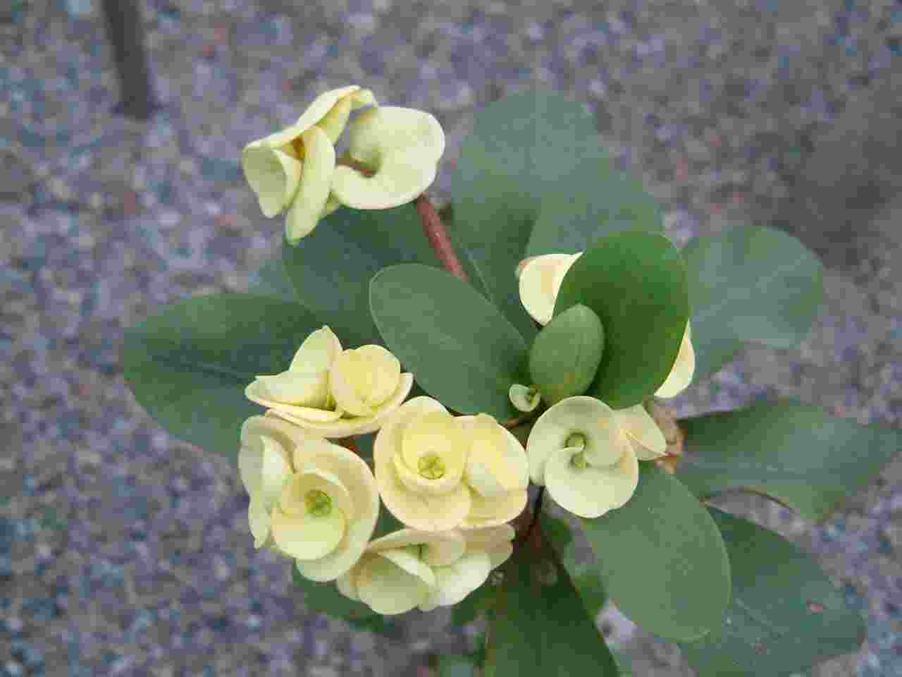 麒麟花花語 麒麟花花語