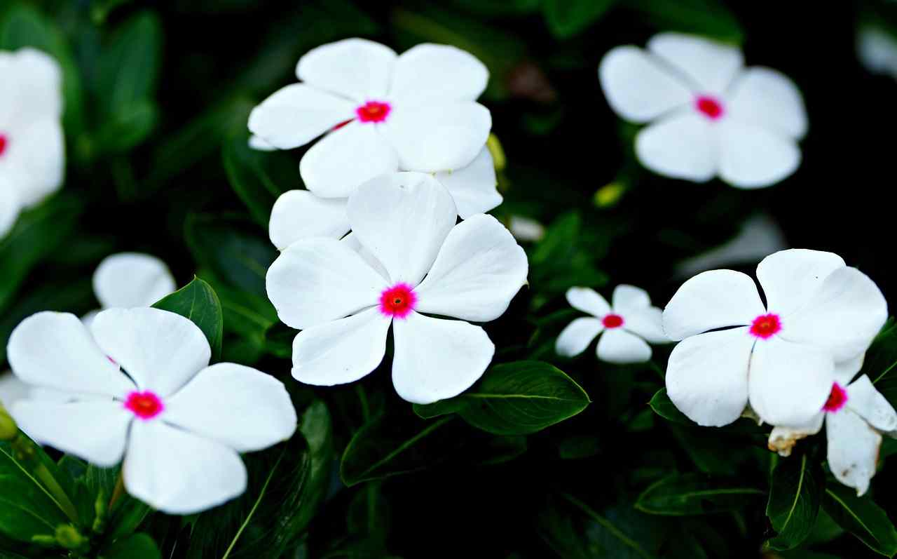 長春花花期 長春花花期