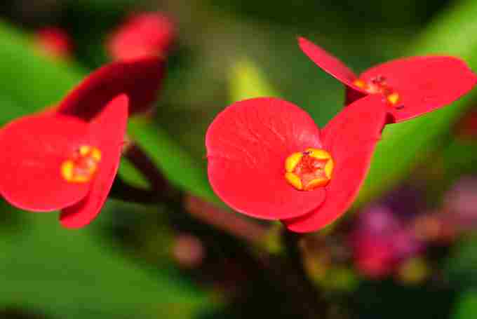 麒麟花花語 麒麟花花語