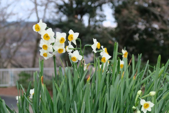 水仙花生長過程 水仙花生長過程
