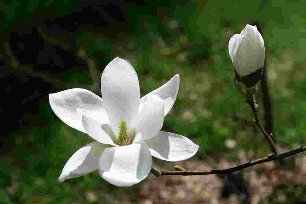 木蘭花花語 木蘭花花語