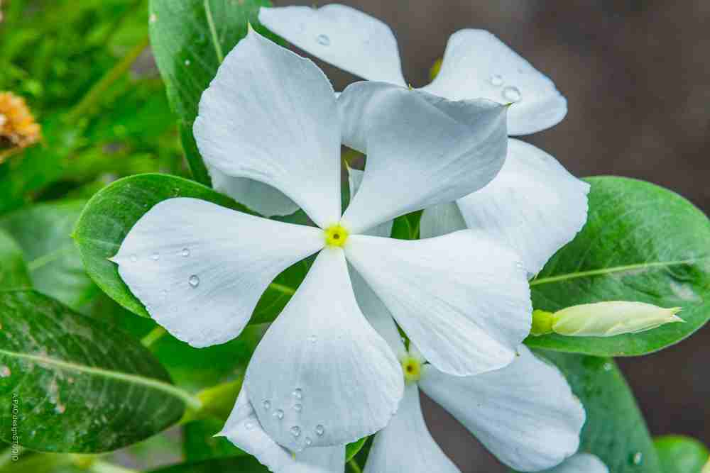 長春花花語 長春花花語