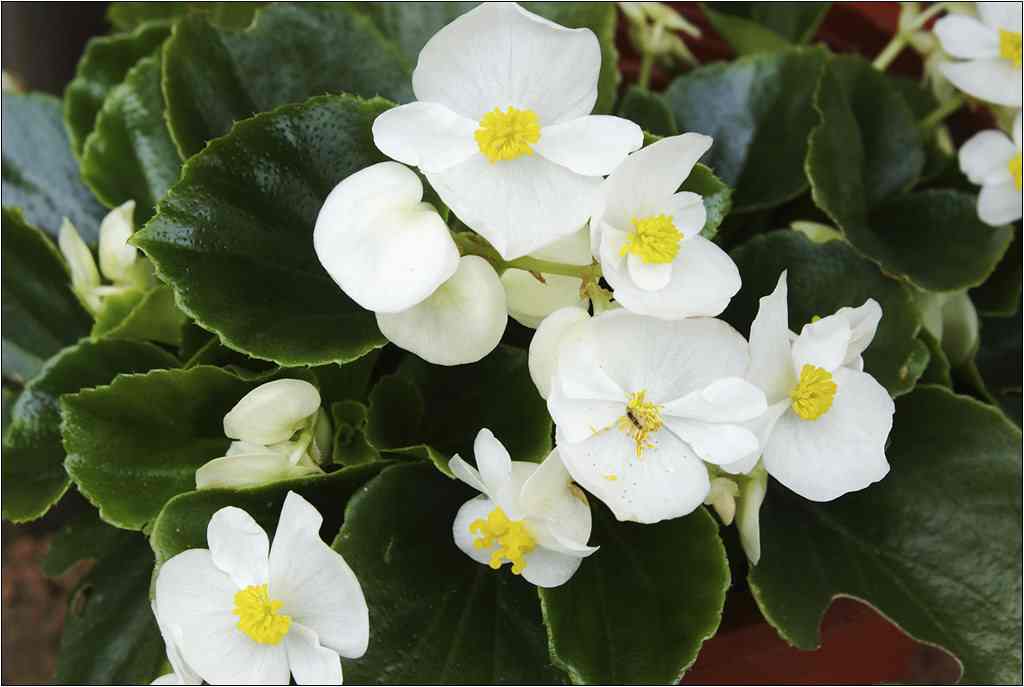 海棠花種植方法 海棠花種植方法