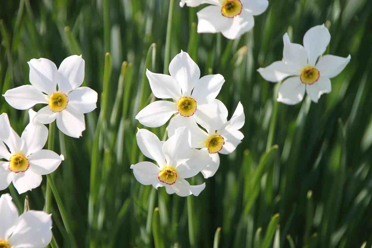 水仙花 水仙花