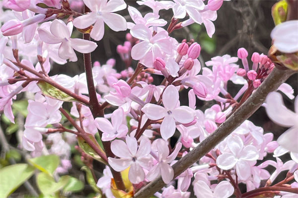 丁香花 丁香花