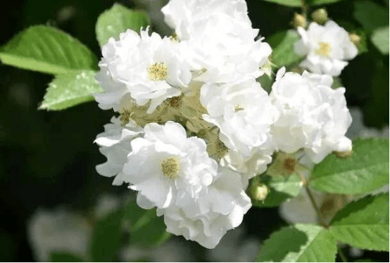 荼蘼花花語 荼蘼花花語