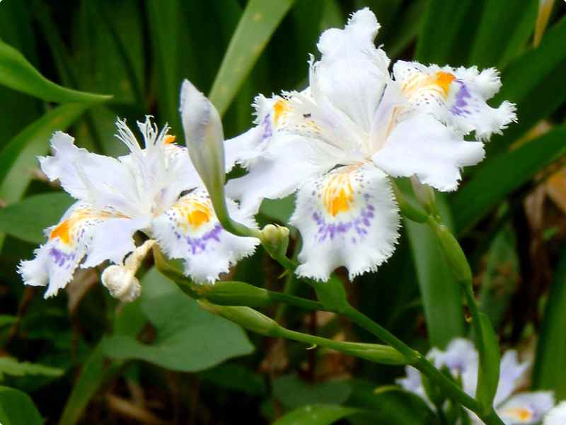 蝴蝶花繁殖方法 蝴蝶花繁殖方法