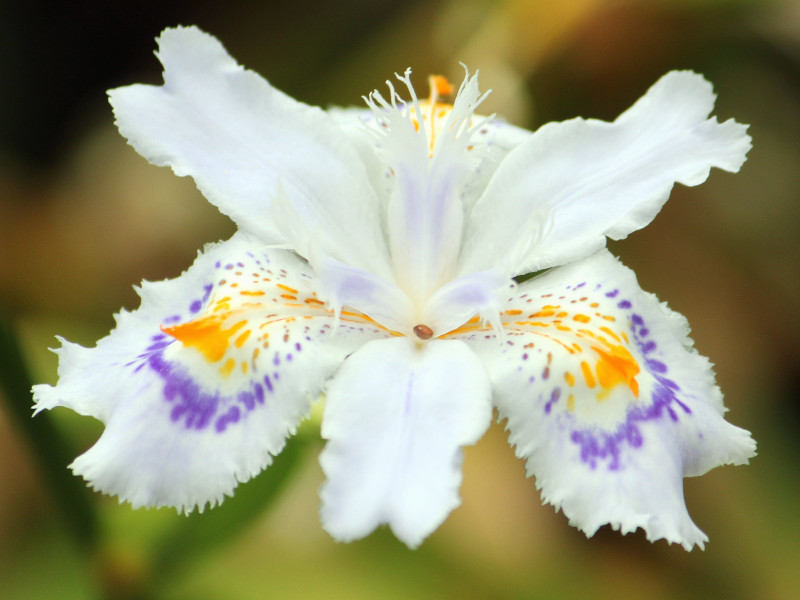 蝴蝶花種植